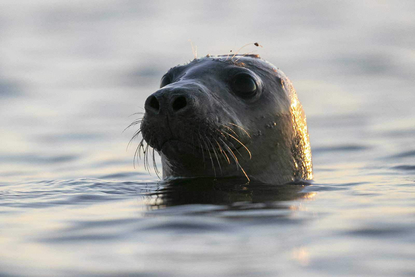 More seals means learning to live with sharks in New England