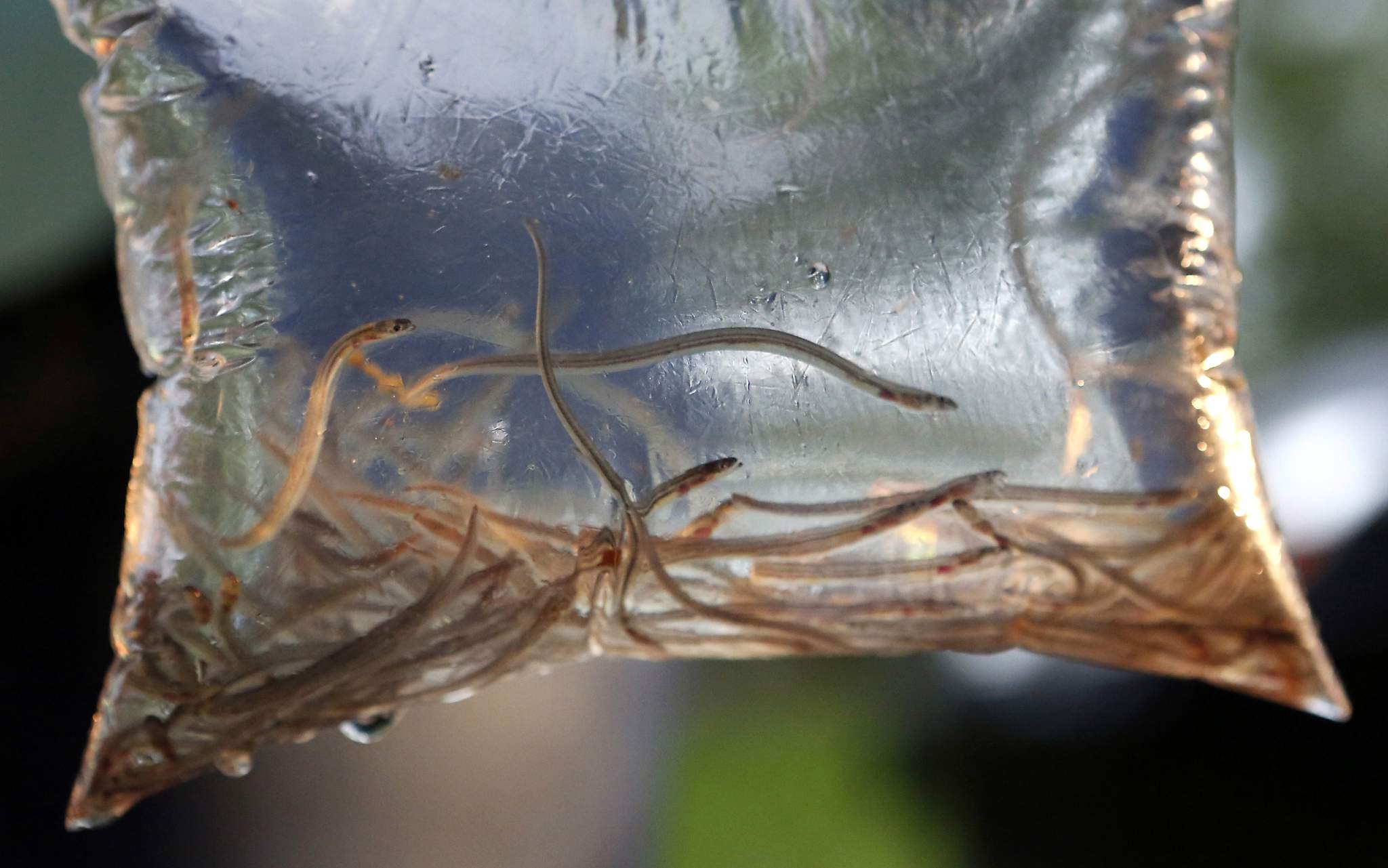 Maine's baby eel fishermen hope for normalcy in 2021