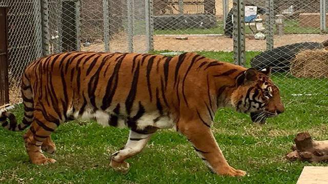 Tiger Rescued From Peru Circus To Arrive In Miami On Earth Day