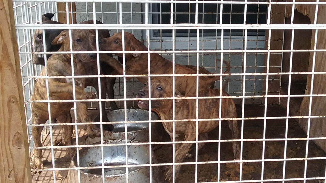 Deputies find 13 neglected dogs in Oakland Park