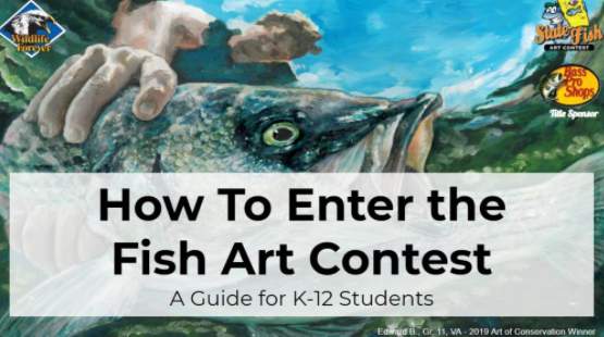 ¡Llamando a artistas jóvenes! La FWC organiza concurso de arte de peces del estado de Florida