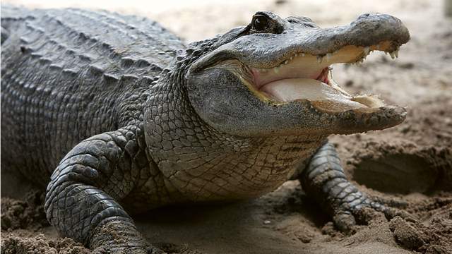 Homestead man tries to throw live gator onto building’s roof