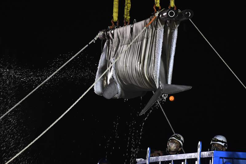 Belugas finally arrive at Mystic Aquarium after legal battle
