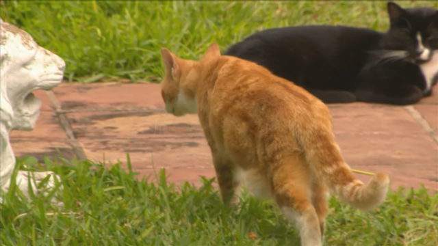 Miami Dade Animal Services Offering Money To Help Control Cat