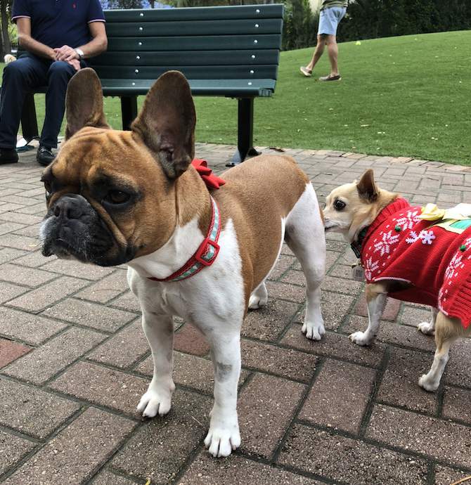 Why are French Bulldogs and Goldendoodles all over Miami? Here’s your answer