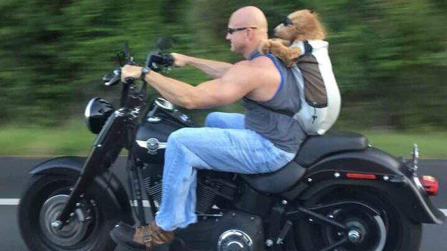 Daring Dog Tags Along On Motorcycle Ride Around Florida