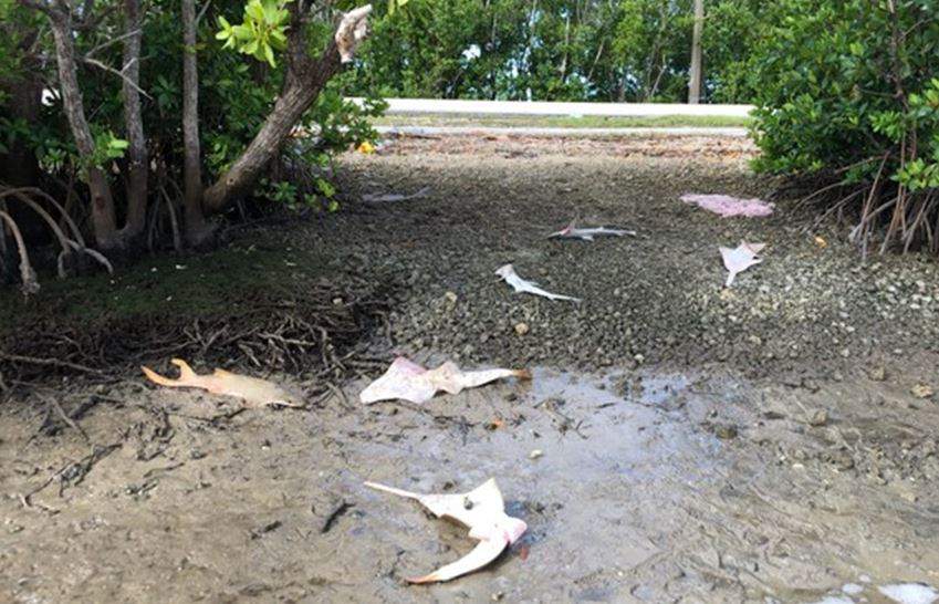 $25,000 offered for info about dead smalltooth sawfish