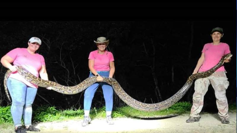 ‘Everglades Avengers’: All-female python hunting team shows off 91 pound catch