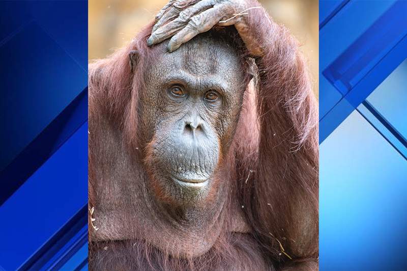 Zoo Miami’s 44-year-old Bornean orangutan Kumang dies