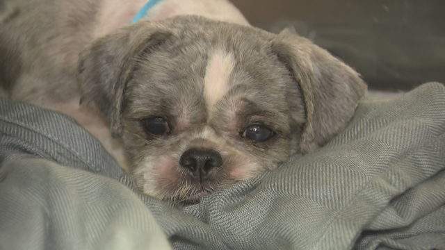 100 Dogs Rescued From Filth At Miami Dade Home Go Up For Adoption