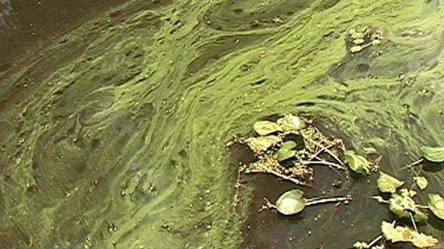Florida passes bill to combat blue-green algae blooms - WPLG Local 10