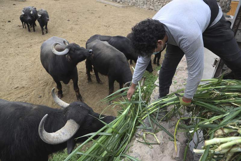 Perú: zoológico alimenta animales con su propia cosecha