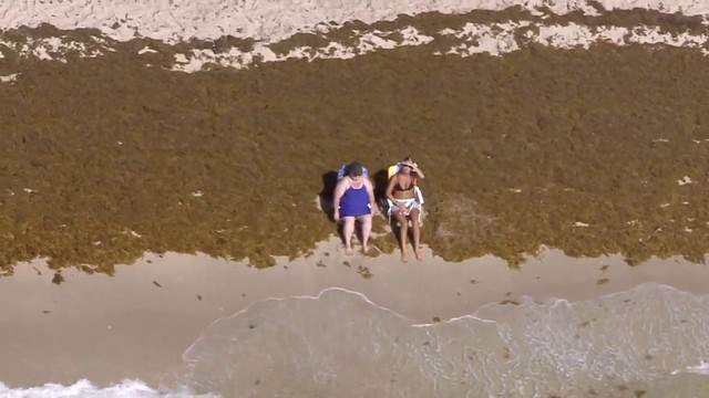 Smelly Seaweed Washes Ashore Fort Lauderdale Beach