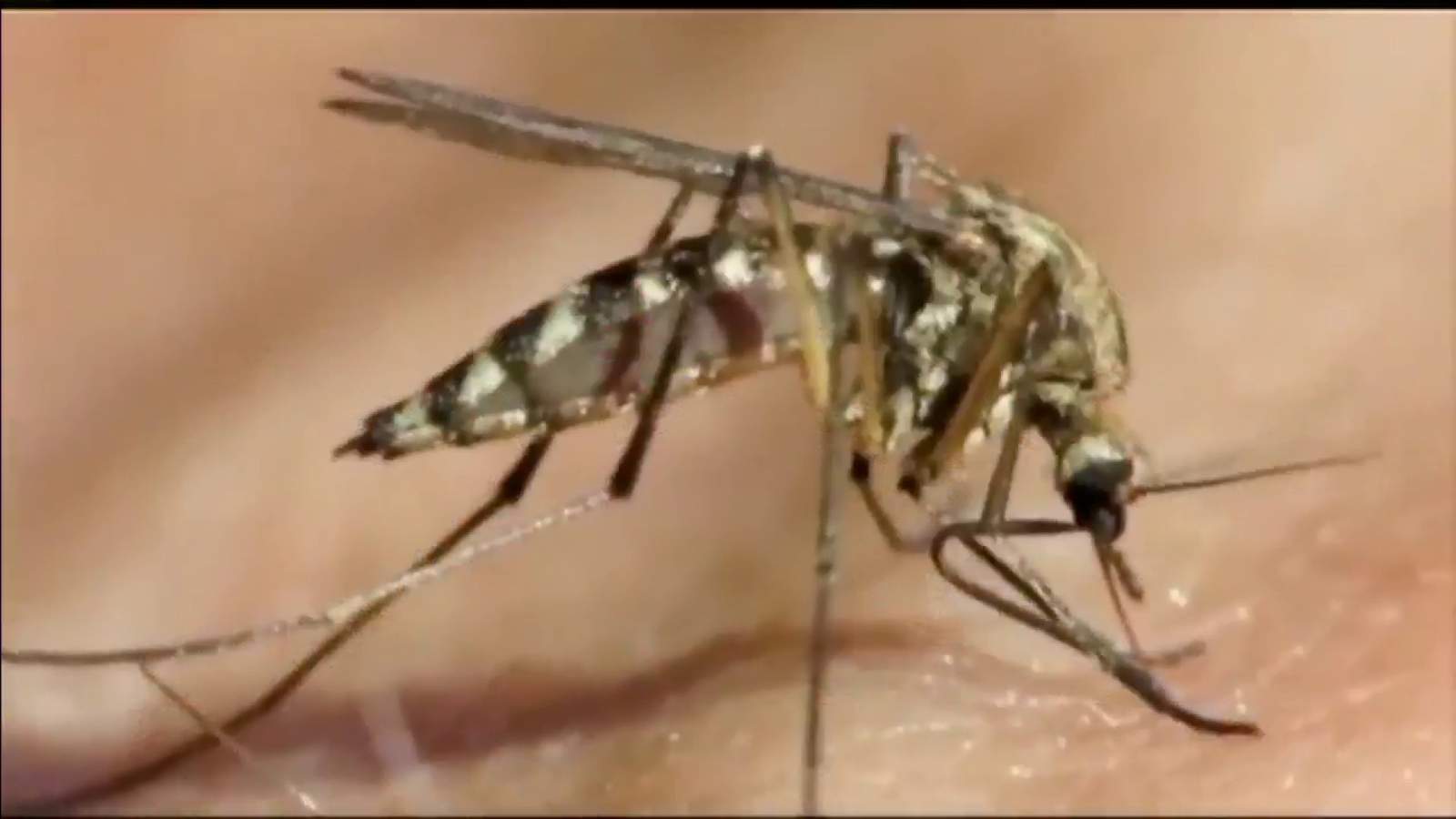 Virus-carrying mosquitoes out in high numbers in Broward and Miami-Dade