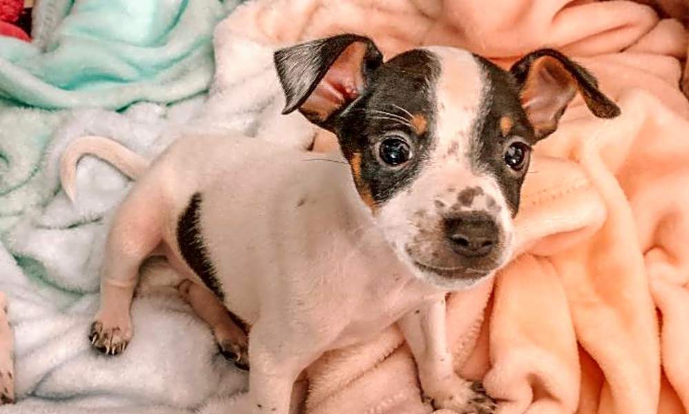 These Miami Based Puppies Are Up For Adoption And In Need Of A
