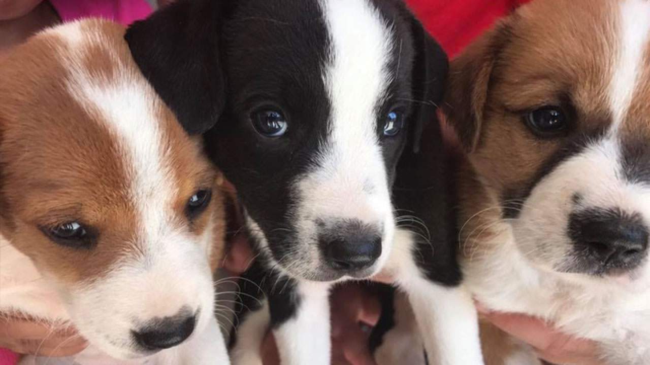 It’s National Puppy Day: Florida ranks no. 5 in new puppy ownership, plus top 10 puppy names in the US