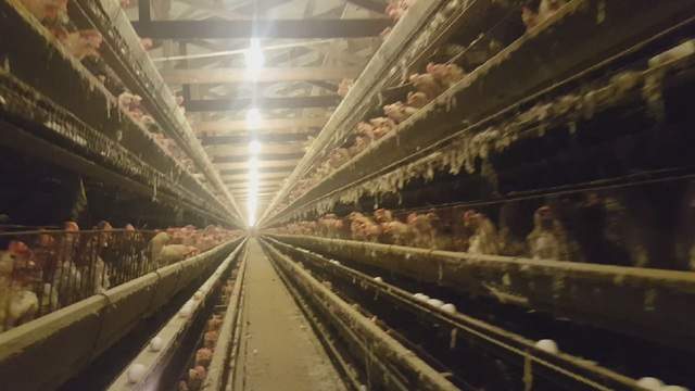 Video shows abuse of hens at farm that provides eggs to Walmart, Publix, ARM says
