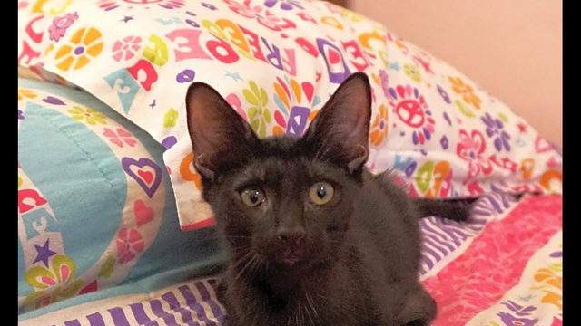 Kittens In Miami Looking For Their Fur Ever Homes