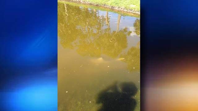 Trapper trying to catch shark in Florida pond