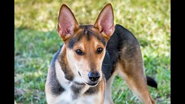 These Miami Based Puppies Are Up For Adoption And In Need Of A