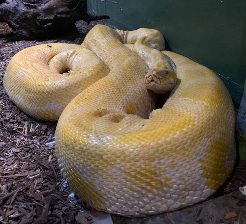 12-foot python found after escaping inside Louisiana’s largest mall