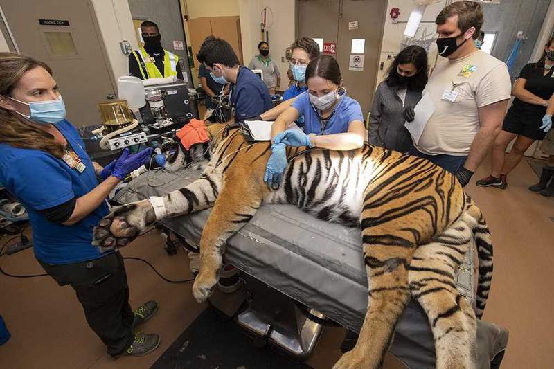 Sumatran tiger undergoes reproductive evaluation at Zoo Miami