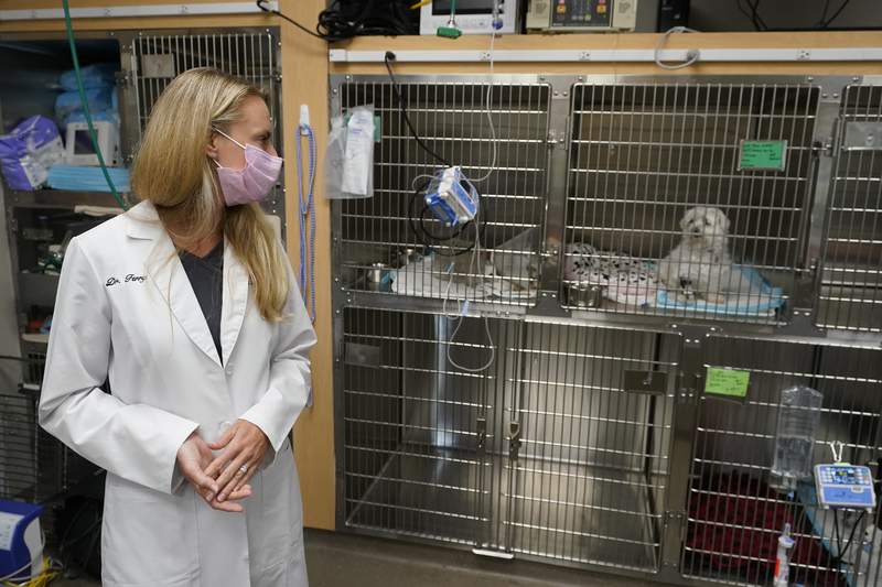 Furor por las mascotas en pandemia satura a los veterinarios