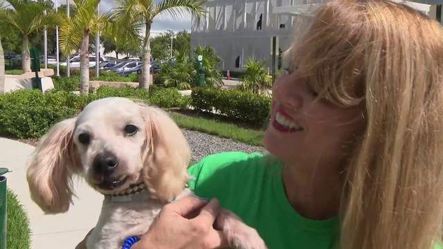 Do You Have A Passion For Animals Animal Services Wants You