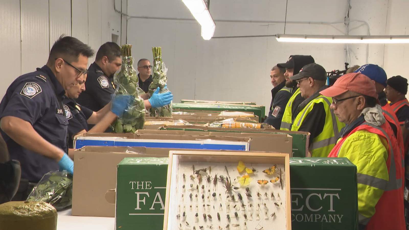 Agents inspect flowers coming through Miami airport ahead of Valentine’s Day
