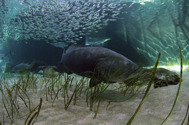 Florida takes step toward the catching of goliath grouper