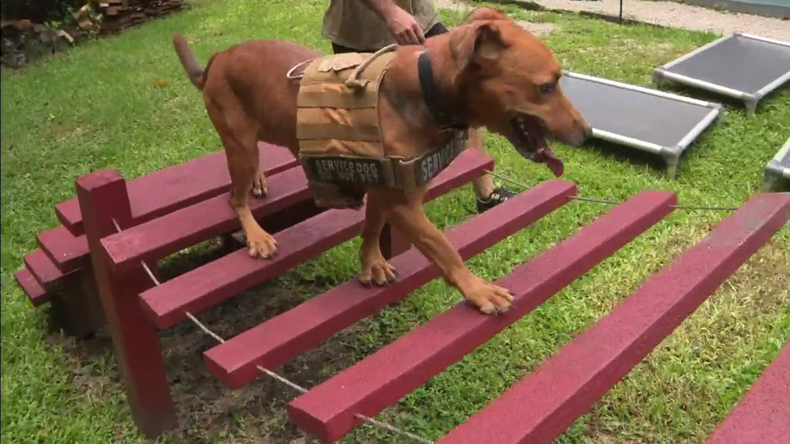 South Florida group turns shelter dogs into service animals for veterans