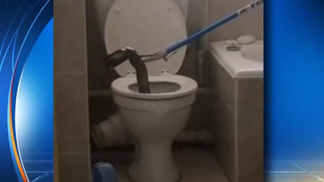 Cobra Snake Lurks In Apartment Toilet