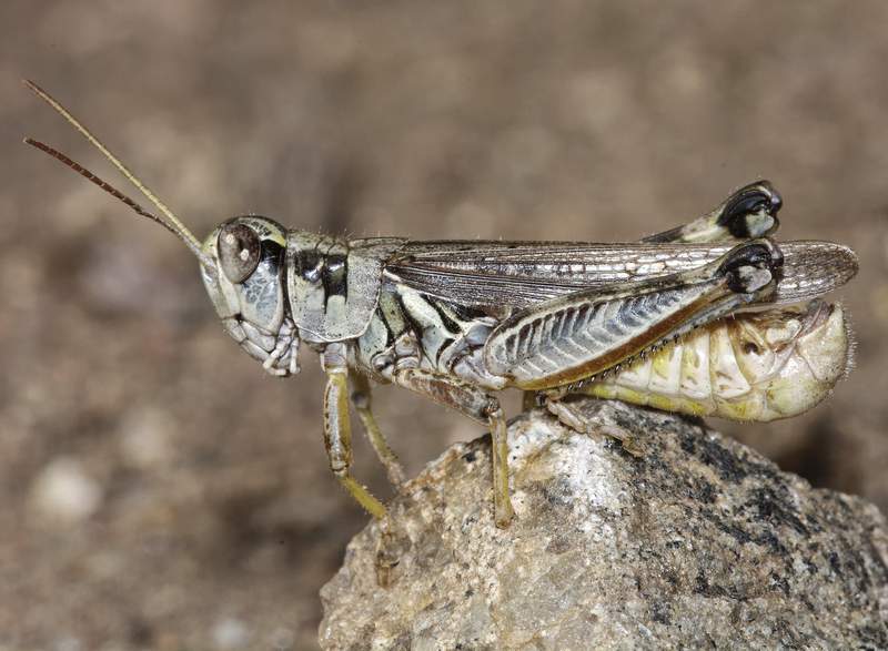 Western drought brings another woe: voracious grasshoppers