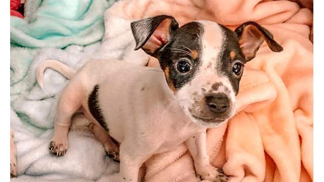 These Miami Based Puppies Are Up For Adoption And In Need Of A