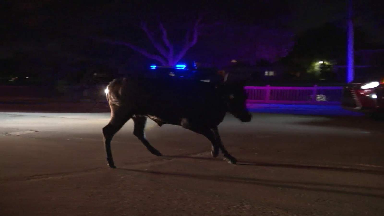 Authorities try to wrangle live bull running loose in Cooper City neighborhood