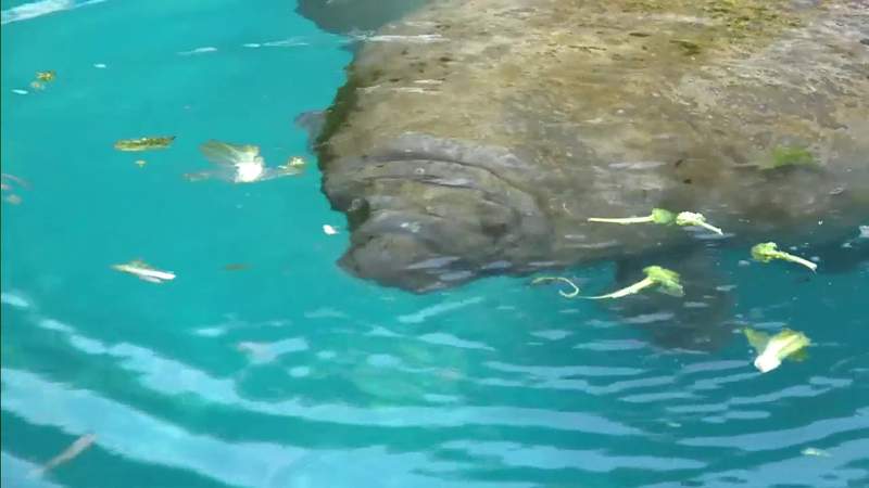 Manatee deaths, sickness on the rise in 2021