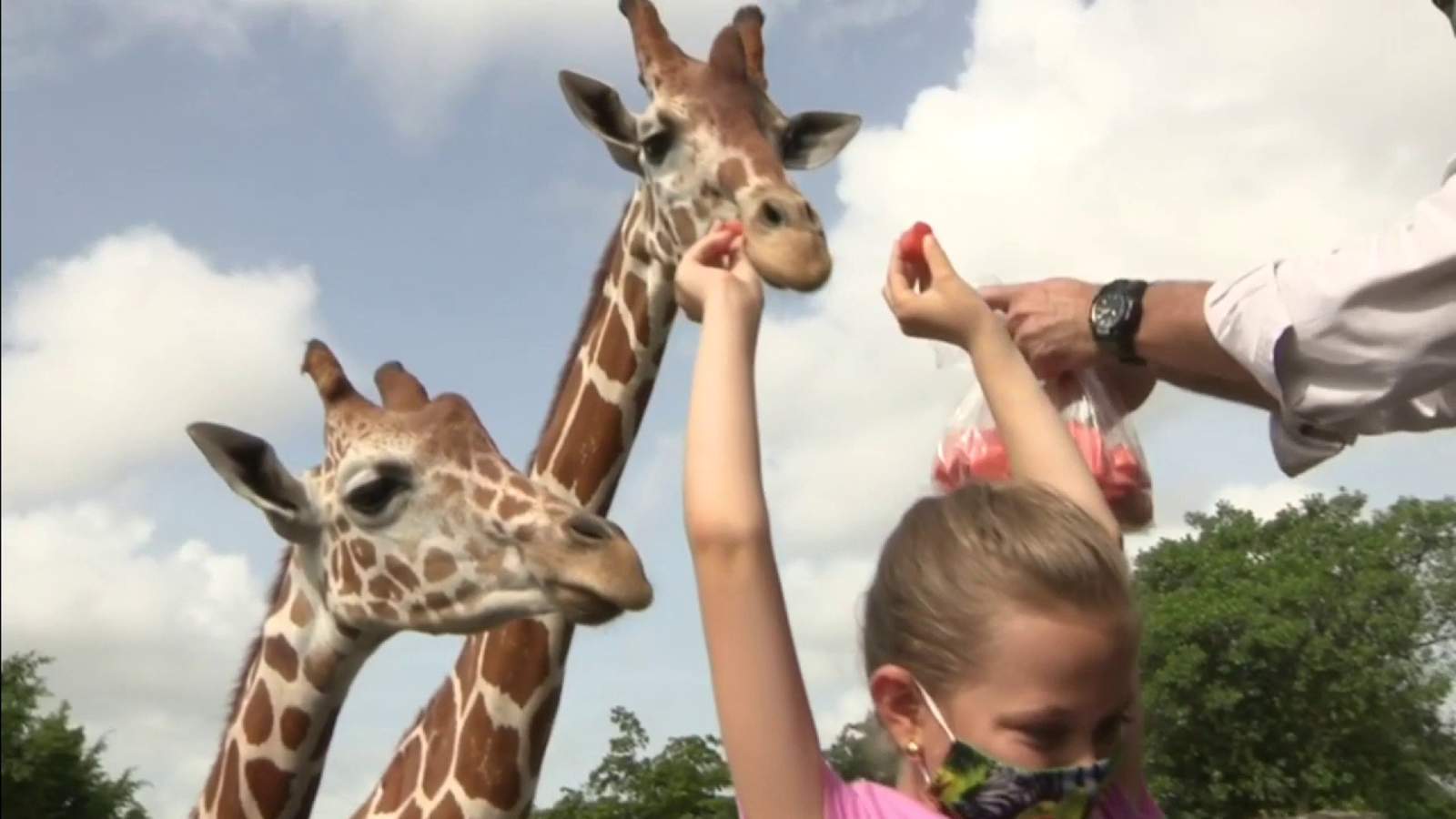 Zoo Miami set to open, just waiting on mayors OK