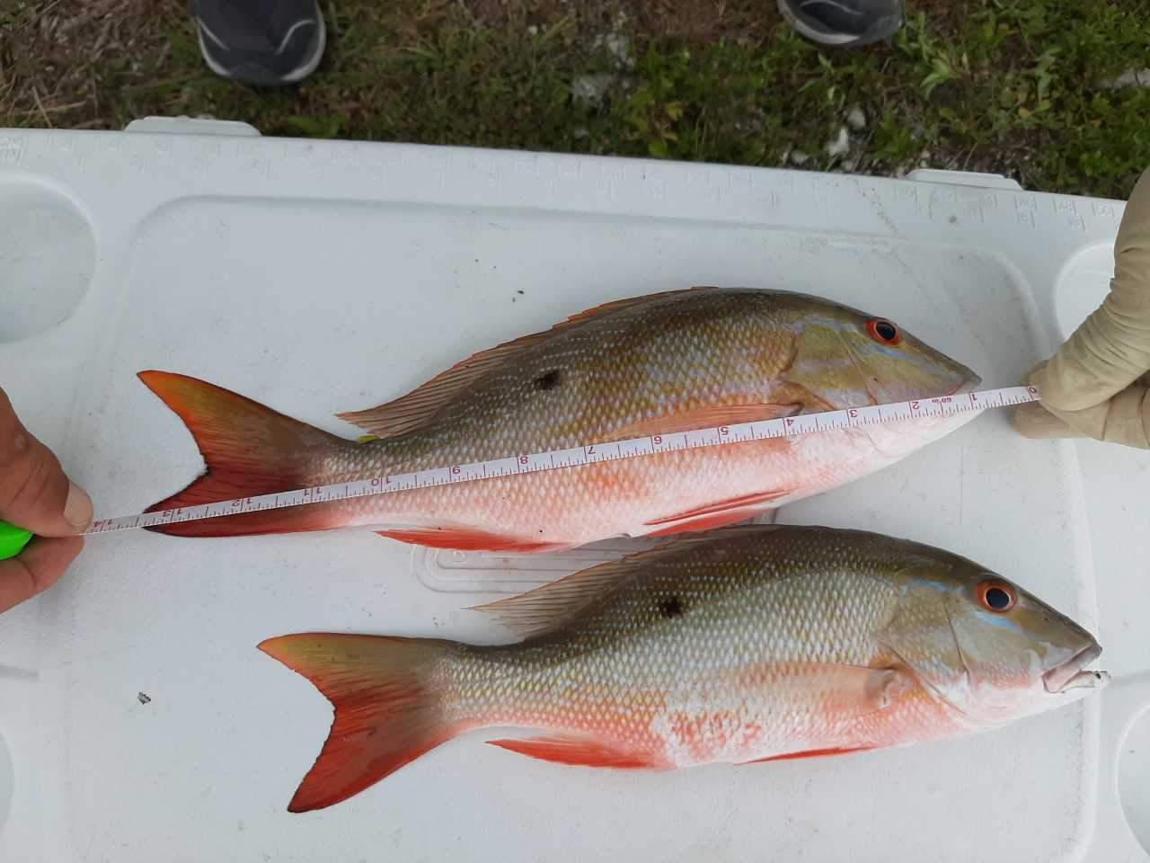 Homestead men caught with too-small fish