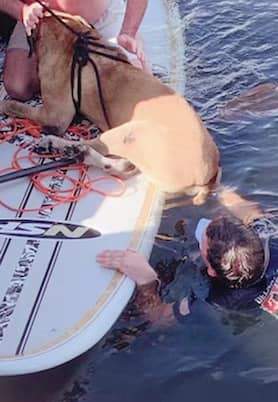 Blind dog falls into intracoastal, Delray Fire Rescue gets him out