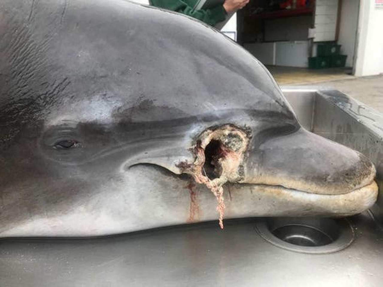 2 dead dolphins found with bullet wounds in Florida