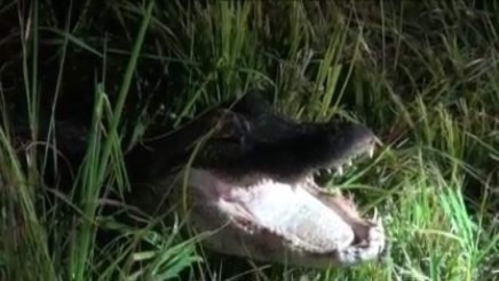 Florida woman discovers alligators fighting by her home
