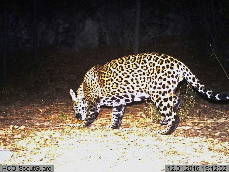 Grupos piden reintroducción de jaguares en suroeste de EEUU