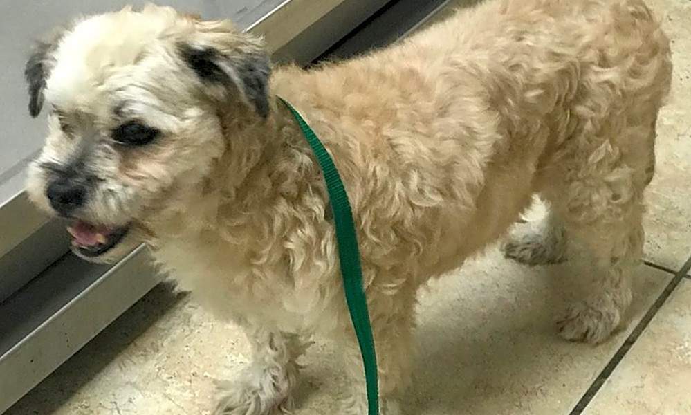 6 Delightful Doggies To Adopt Now In Miami