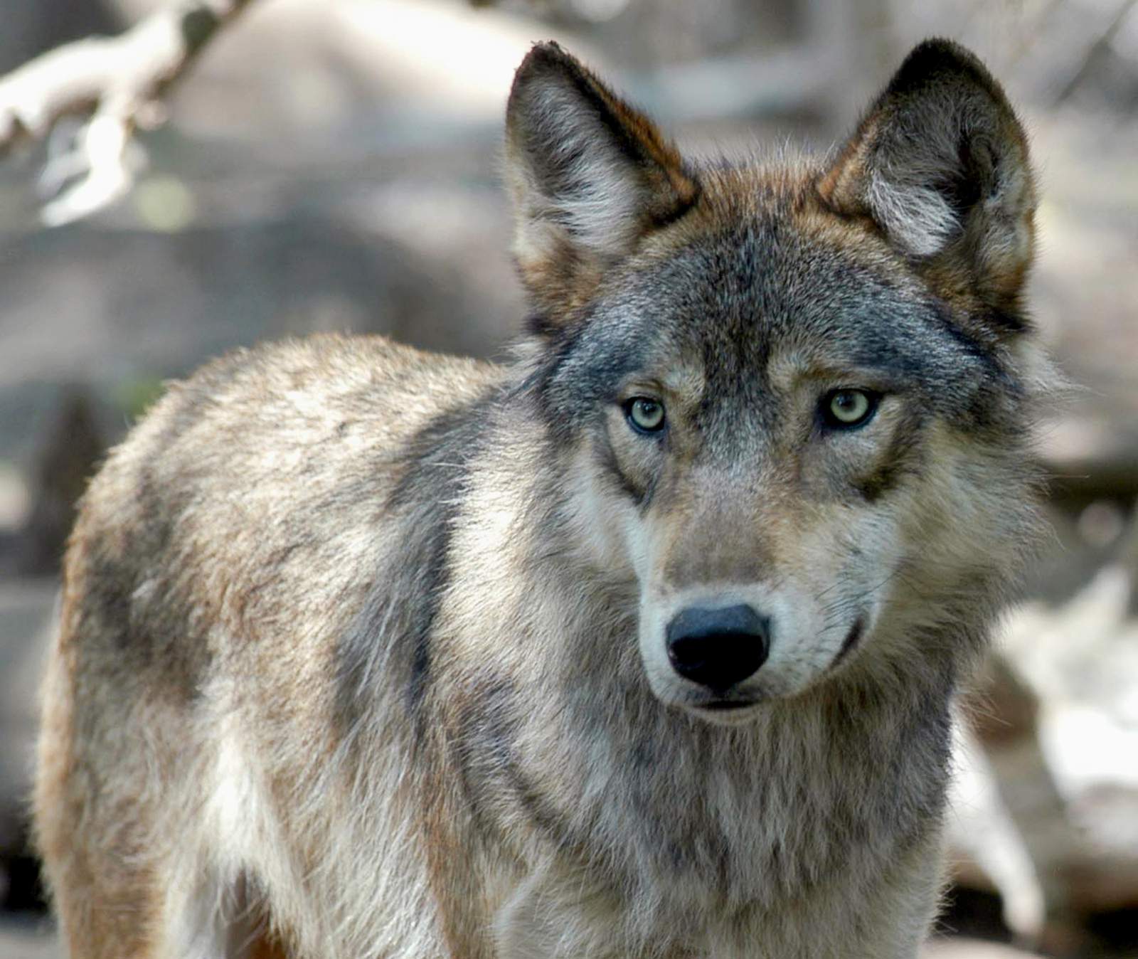 Hunters and trappers blow past Wisconsin's wolf kill target