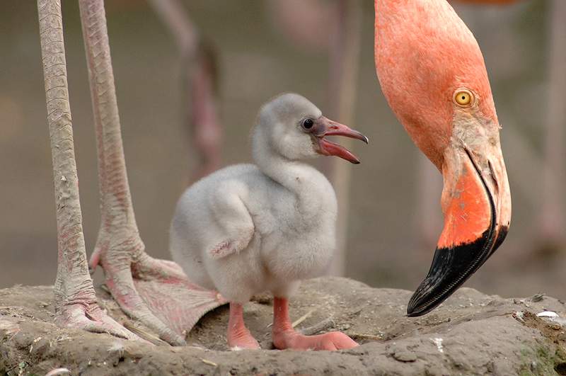 Zoo Miami celebrates Florida’s American flamingo conservation on International Flamingo Day