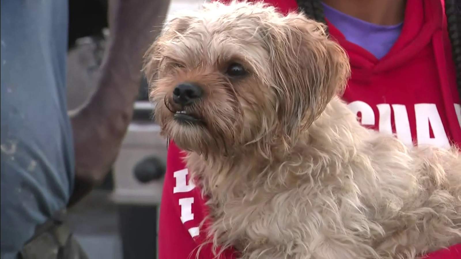 Videos show family trying to extinguish flames coming from kitchen, dog survives house fire