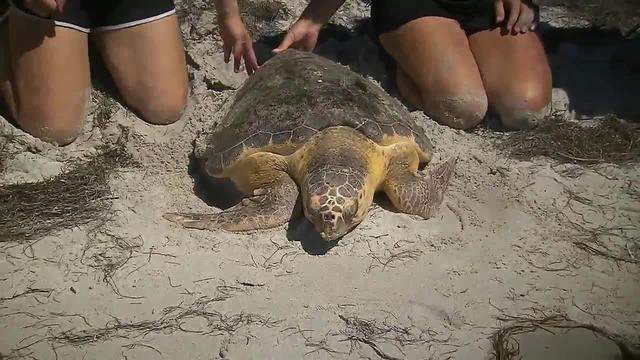 Miami Seaquarium camp keepers help release sea turtle back into ocean