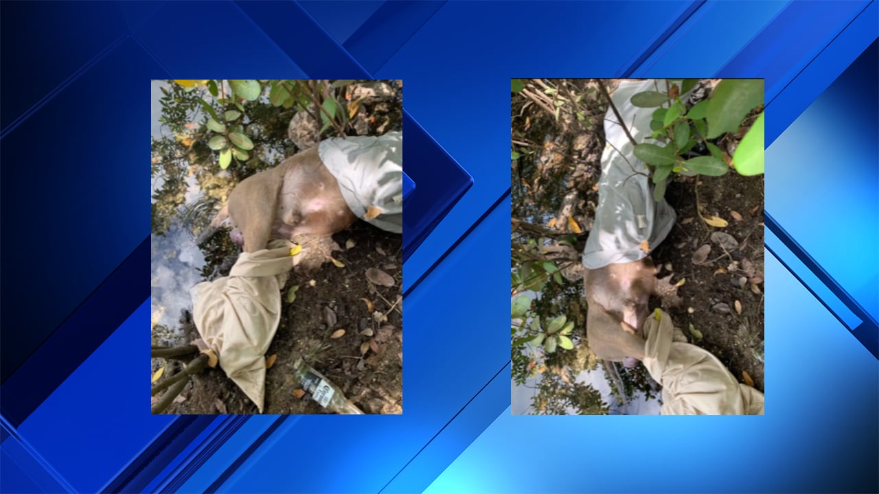 Dead dog found next to Hollywood canal