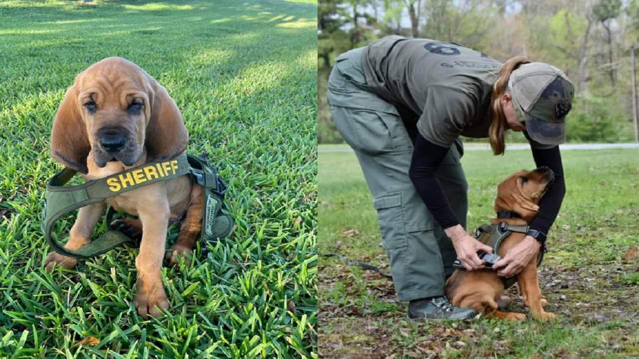 BSO welcomes newest bloodhound to team, named after father of Jimmy Ryce