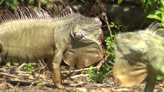 Firefighter Finds Success With Iguana Removal Service In